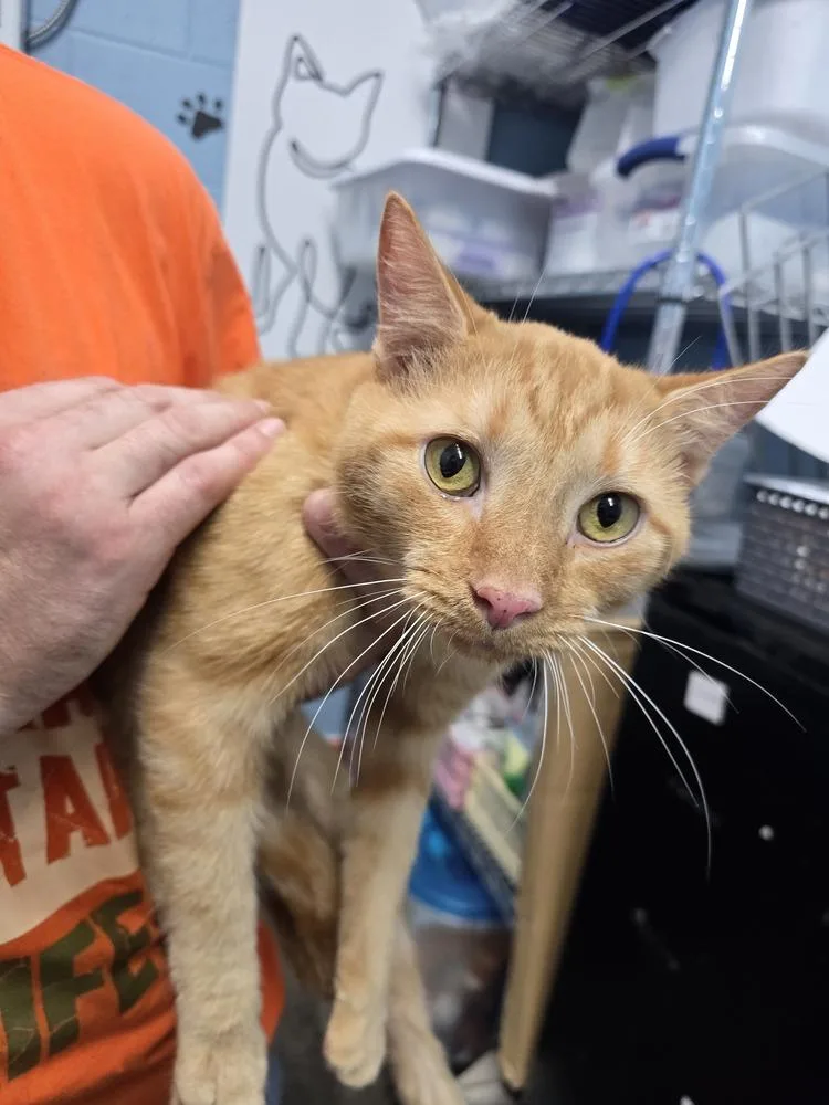 An adult small-sized male Tabby (Orange / Red) Domestic Short Hair cat named Cyclops for adoption in Evansville, IN