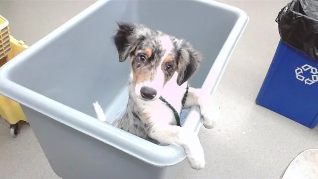A baby small-sized male Australian Shepherd dog named Helldivers for adoption in Omaha, NE