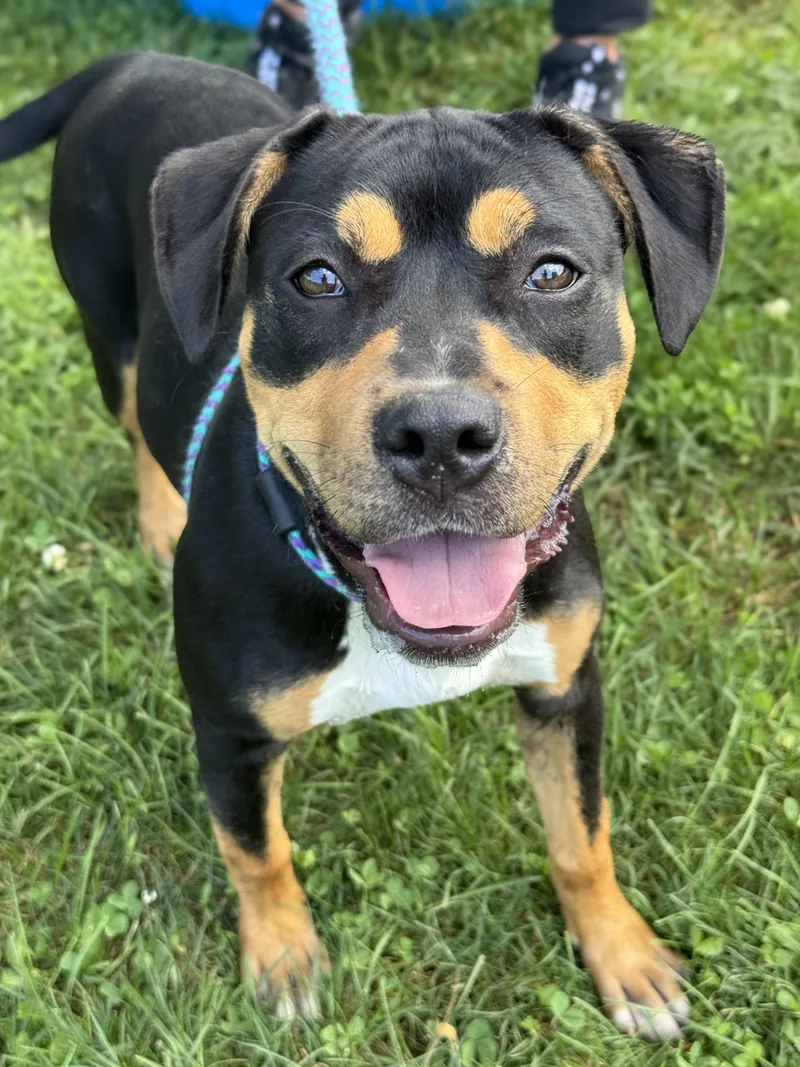 A baby medium-sized female Tricolor (Brown, Black, & White) Rottweiler dog named Elena for adoption in Anderson, IN