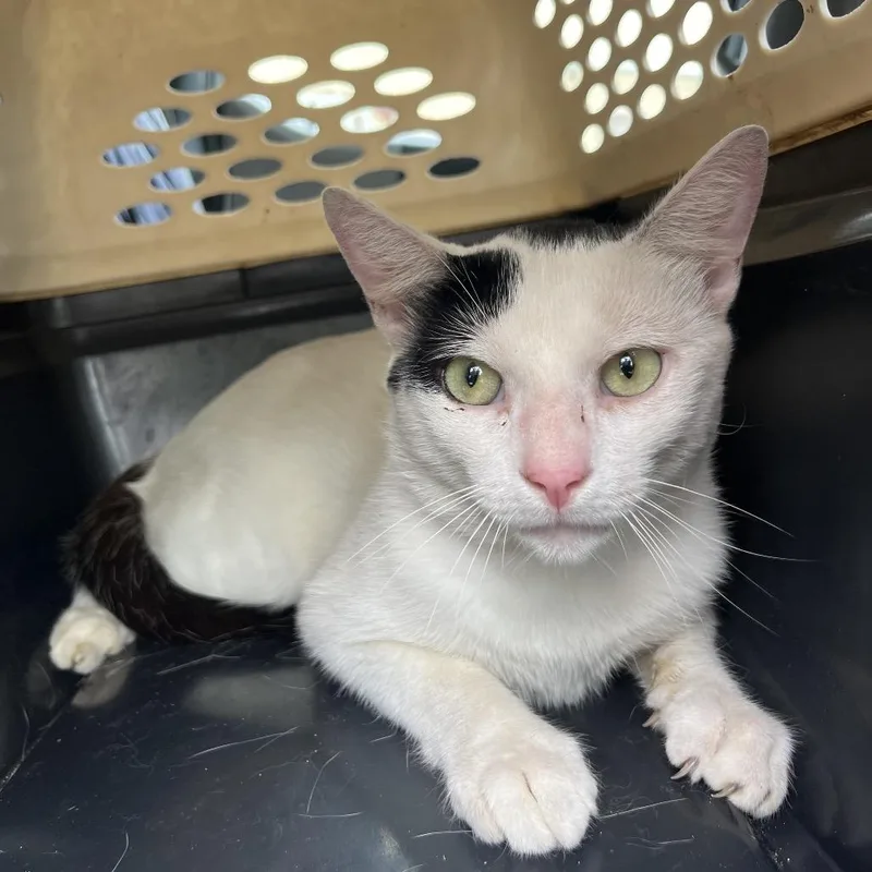 An adult medium-sized male White Domestic Short Hair cat named Ernie for adoption in Lake Jackson, TX