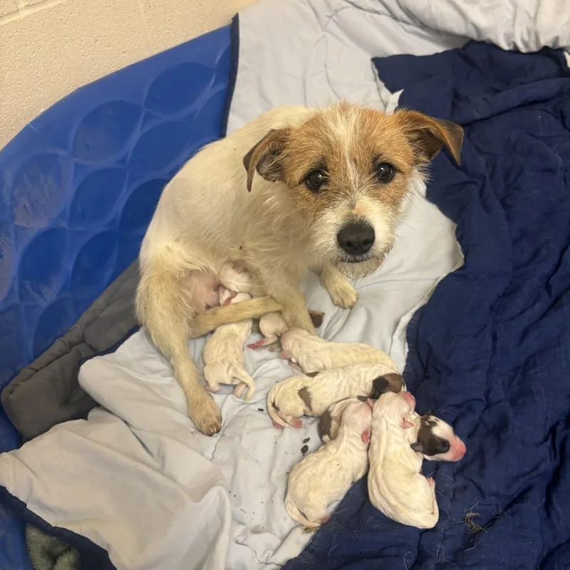 A young small-sized female White / Cream Terrier dog named Crispy for adoption in Madison, WI