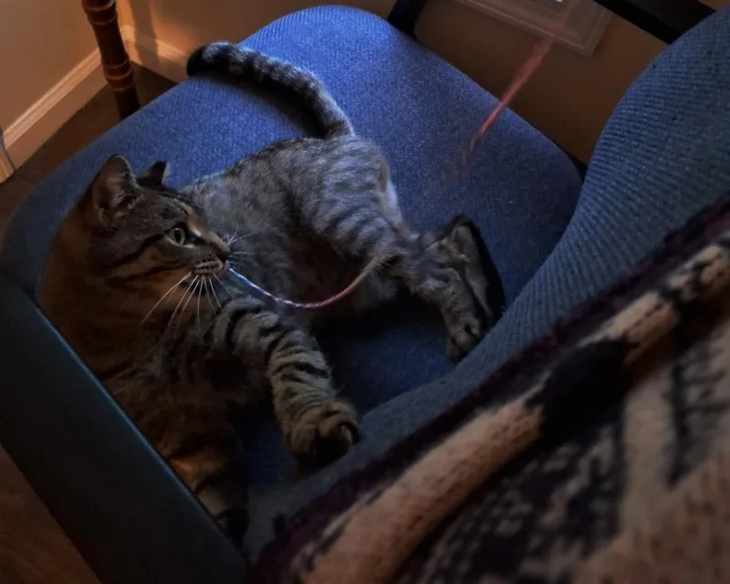 A young medium-sized female Tabby (Gray / Blue / Silver) Tabby cat named Wizard for adoption in Richmond, VA