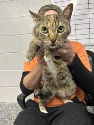 An adult small-sized female Domestic Short Hair cat named Catalina for adoption in West Chester, PA