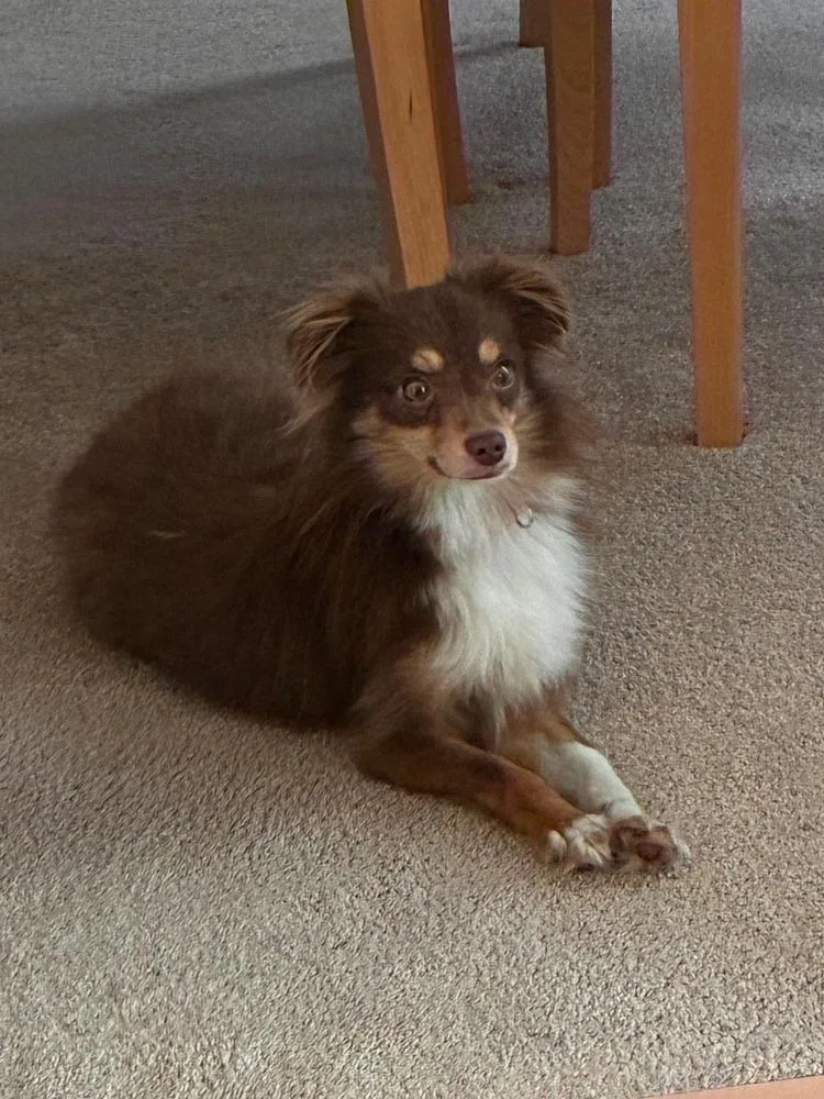 An adult small-sized male Tricolor (Brown, Black, & White) Terrier dog named Brinkman for adoption in Plymouth, MI