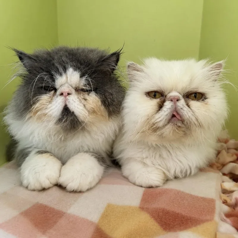 An adult medium-sized male Persian cat named Luna and Marlow for adoption in Pontiac, MI