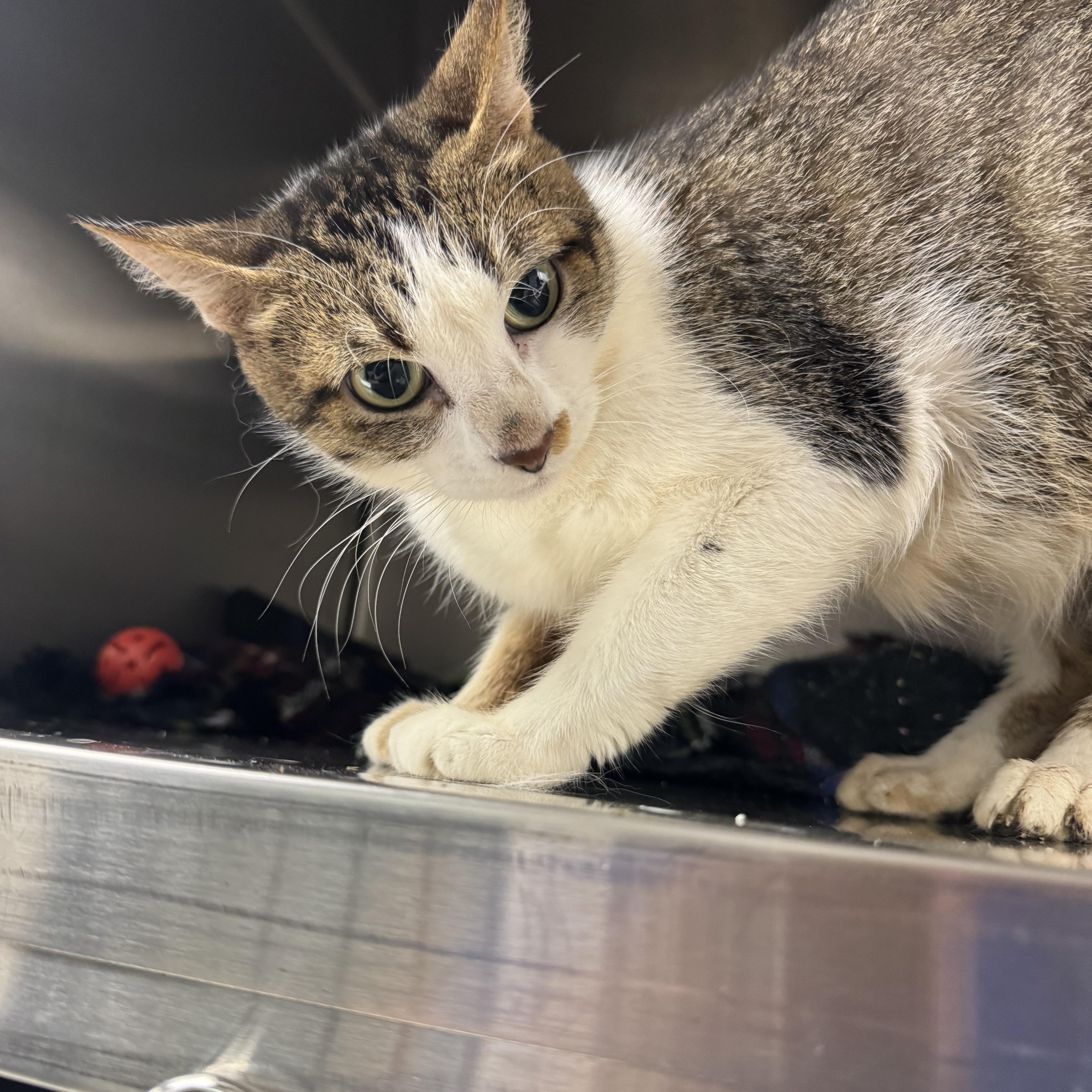 A young medium-sized female Tabby (Brown / Chocolate) Domestic Short Hair cat named Lylla for adoption in Liberty, MO