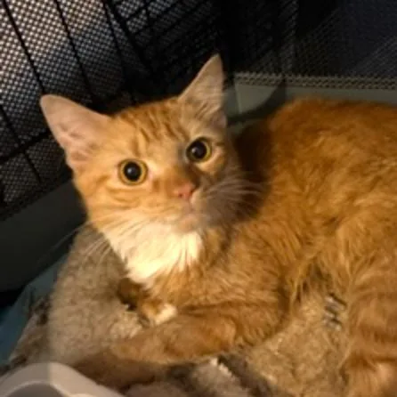 A young medium-sized male Orange / Red Domestic Medium Hair cat named Gandolf Hudson for adoption in Merrifield, VA