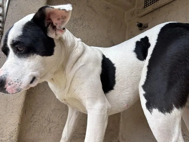 A young medium-sized female Pit Bull Terrier dog named A for adoption in Oklahoma City, OK
