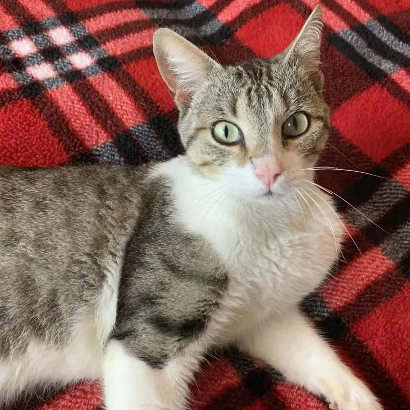 An adult medium-sized male White Domestic Short Hair cat named Whistle for adoption in Pearland, TX