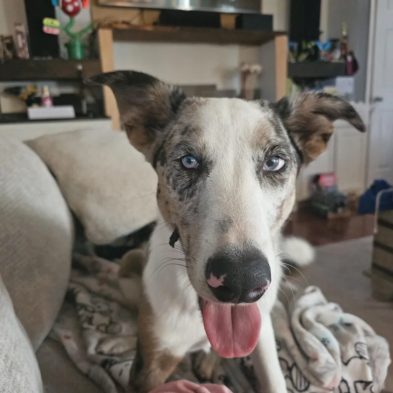 Voltfun Boy! thumbnail 3