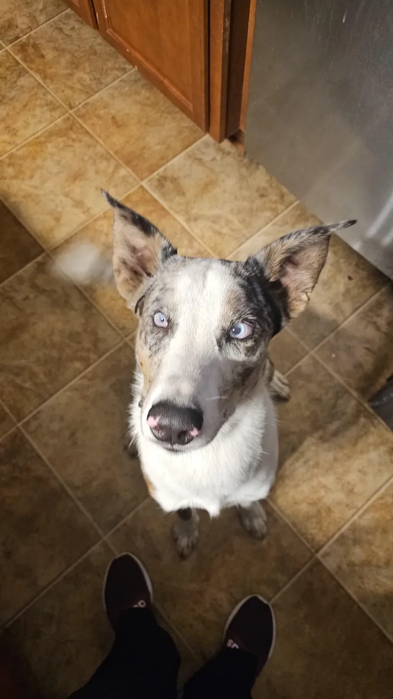 Voltfun Boy! thumbnail 4