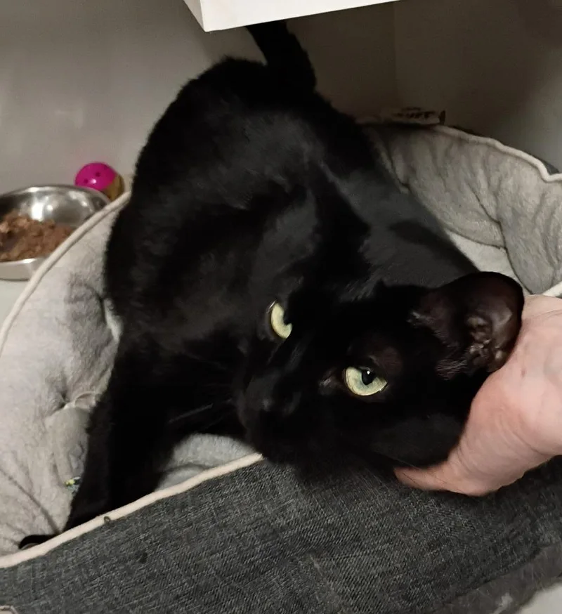 An adult large-sized male Domestic Short Hair cat named Chief for adoption in Rockford, IL