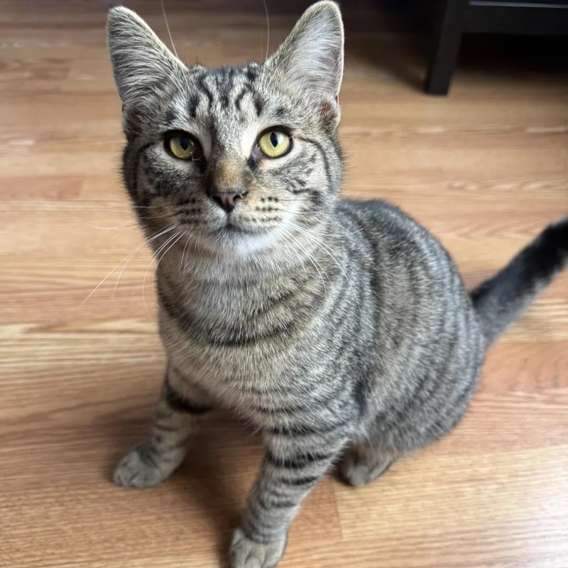 Woody And Jesse thumbnail 4