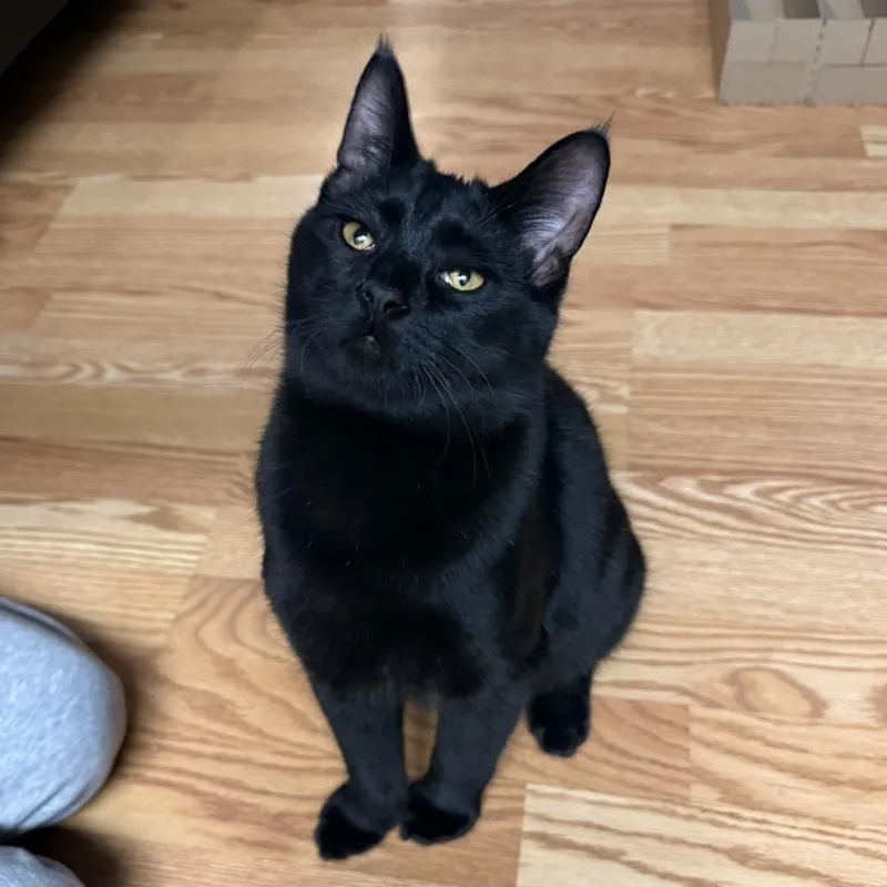 Woody And Jesse thumbnail 6