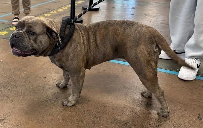 A young large-sized female Staffordshire Bull Terrier dog named Chula for adoption in Van Nuys, CA