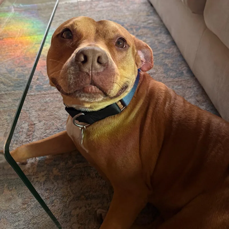 An adult large-sized male Golden Terrier dog named Theo for adoption in Corpus Christi, TX