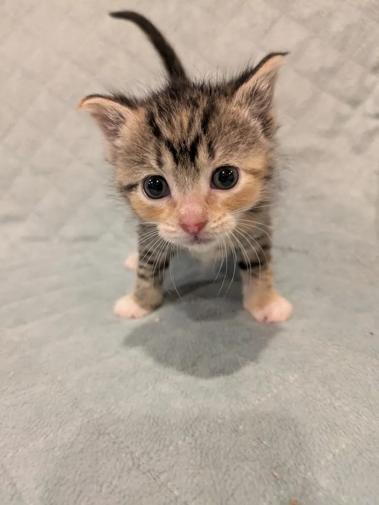 A baby medium-sized female Domestic Short Hair cat named Glory for adoption in Plymouth, MI