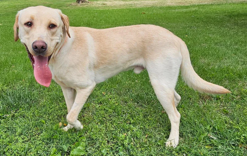 A young large-sized male Yellow Labrador Retriever dog named Hank The Tank for adoption in Franklin, TN