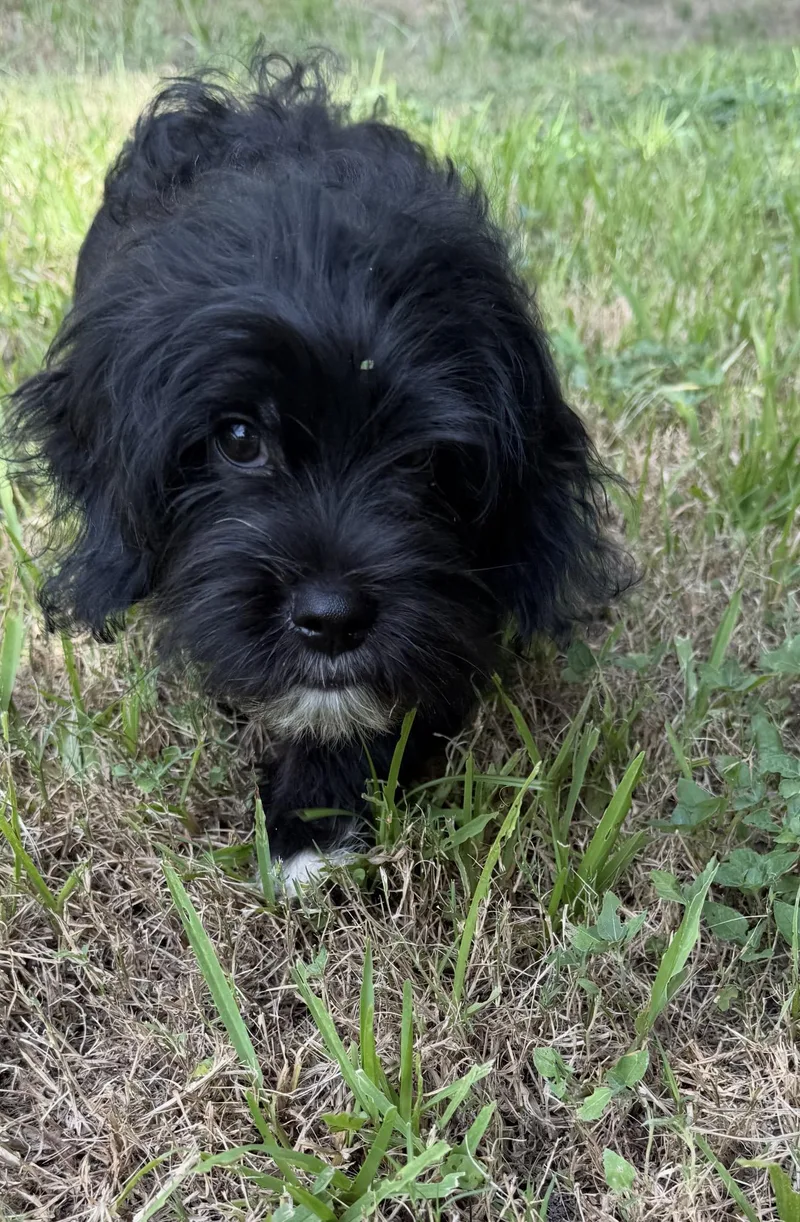 A baby small-sized male Shih Tzu dog named Abe  Local Aug for adoption in Louise, TX