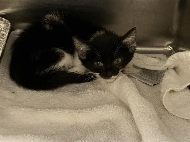 A baby small-sized female Domestic Short Hair cat named Chelsea for adoption in Tustin, CA