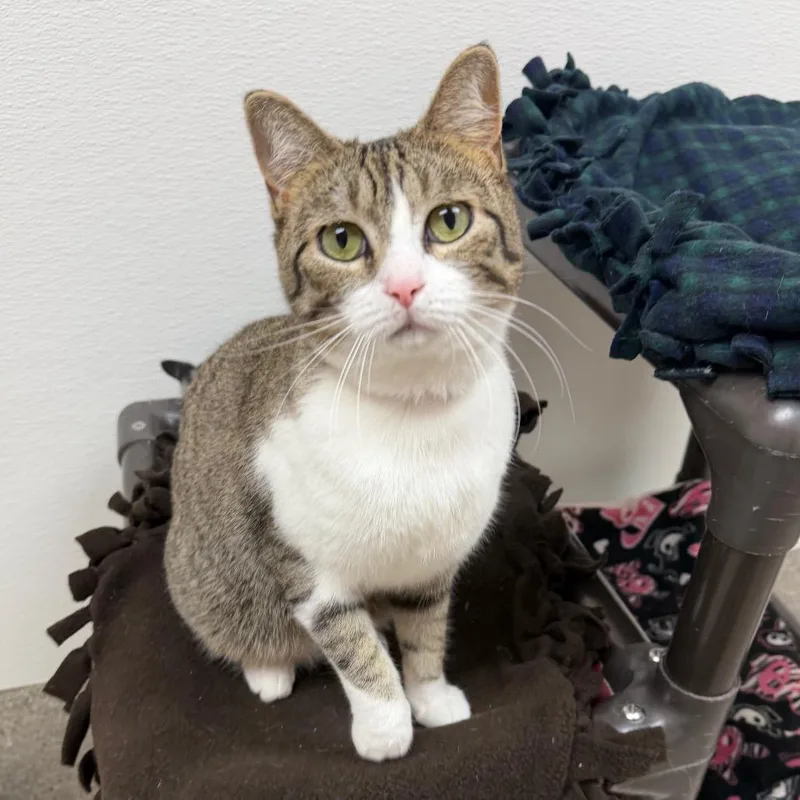 An adult small-sized female Gray / Blue / Silver Domestic Short Hair cat named Giovanna for adoption in Detroit Lakes, MN