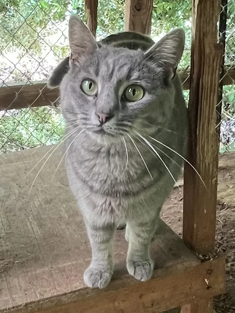 An adult medium-sized female Gray / Blue / Silver Domestic Short Hair cat named Zsa Zsa for adoption in Stuart, VA