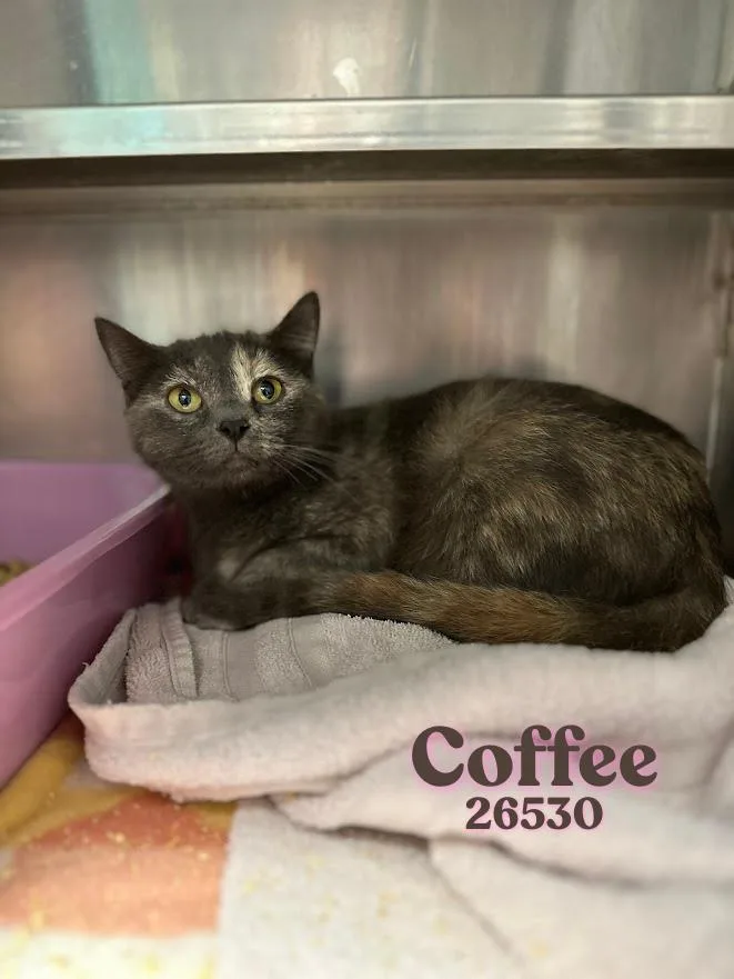A young medium-sized female Dilute Calico Tortoiseshell cat named Coffee for adoption in Oak Ridge, TN