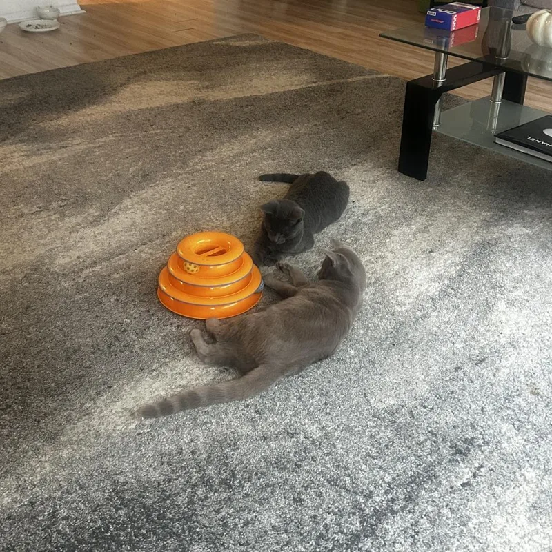 A young medium-sized male Gray / Blue / Silver Domestic Short Hair cat named Panko for adoption in Evanston, IL