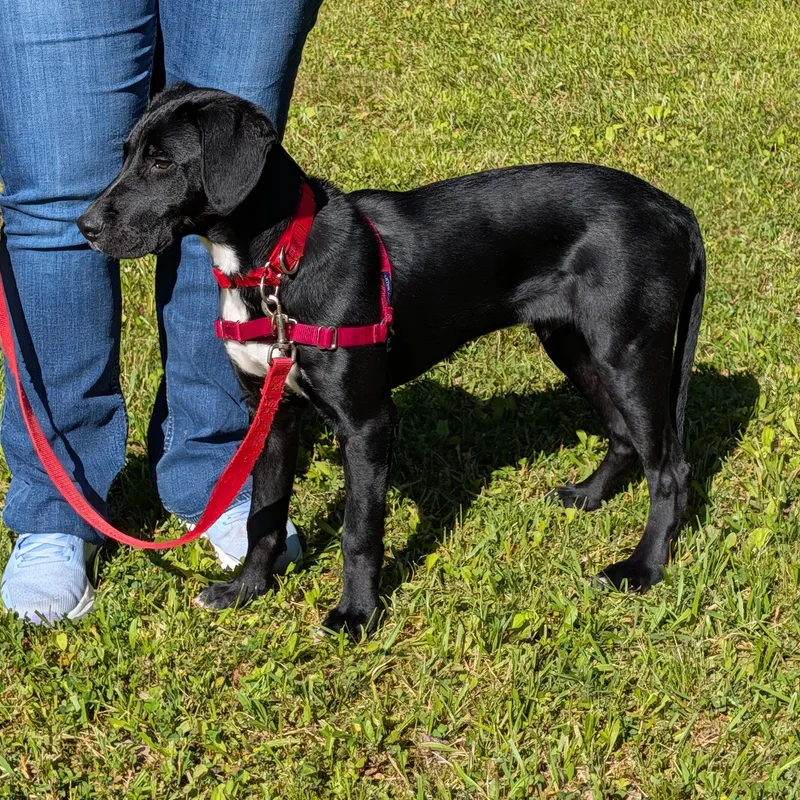 A baby large-sized male Black Labrador Retriever dog named Norris for adoption in Accident, MD
