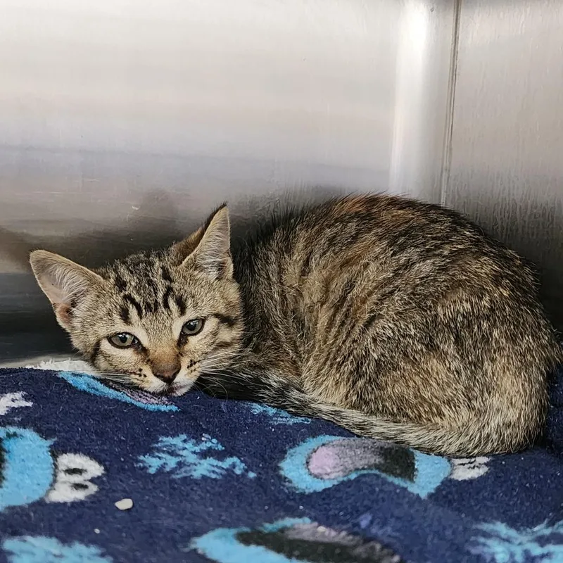 A baby small-sized female Brown / Chocolate Domestic Short Hair cat named Miss Chiff for adoption in Dixon, IL