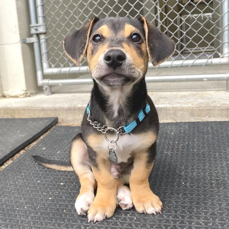 A baby small-sized male Black Jack Russell Terrier dog named Shaw for adoption in Marshall, VA