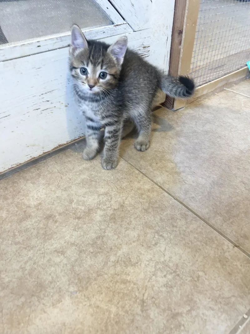 A baby medium-sized female Tabby cat named Shelby for adoption in Bradenton, FL