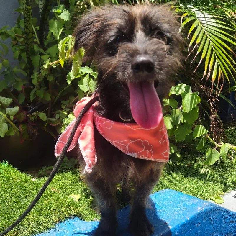 A young small-sized female Brown / Chocolate Schnauzer dog named Tanisha for adoption in New York, NY