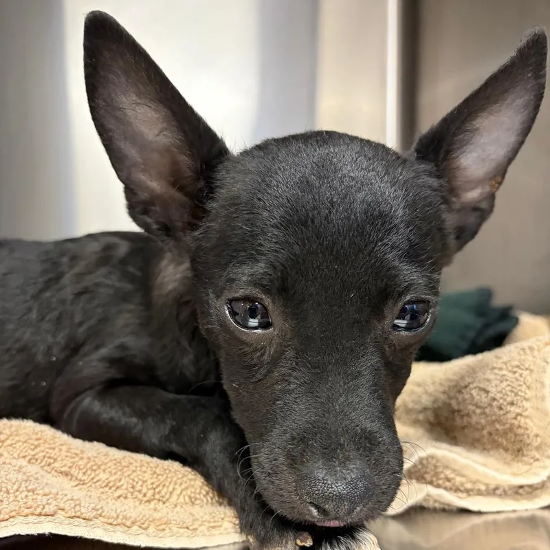 A baby small-sized male Black Chihuahua dog named Rambo for adoption in Santa Barbara, CA