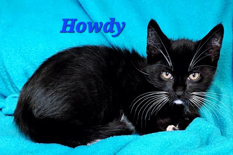 Howdy