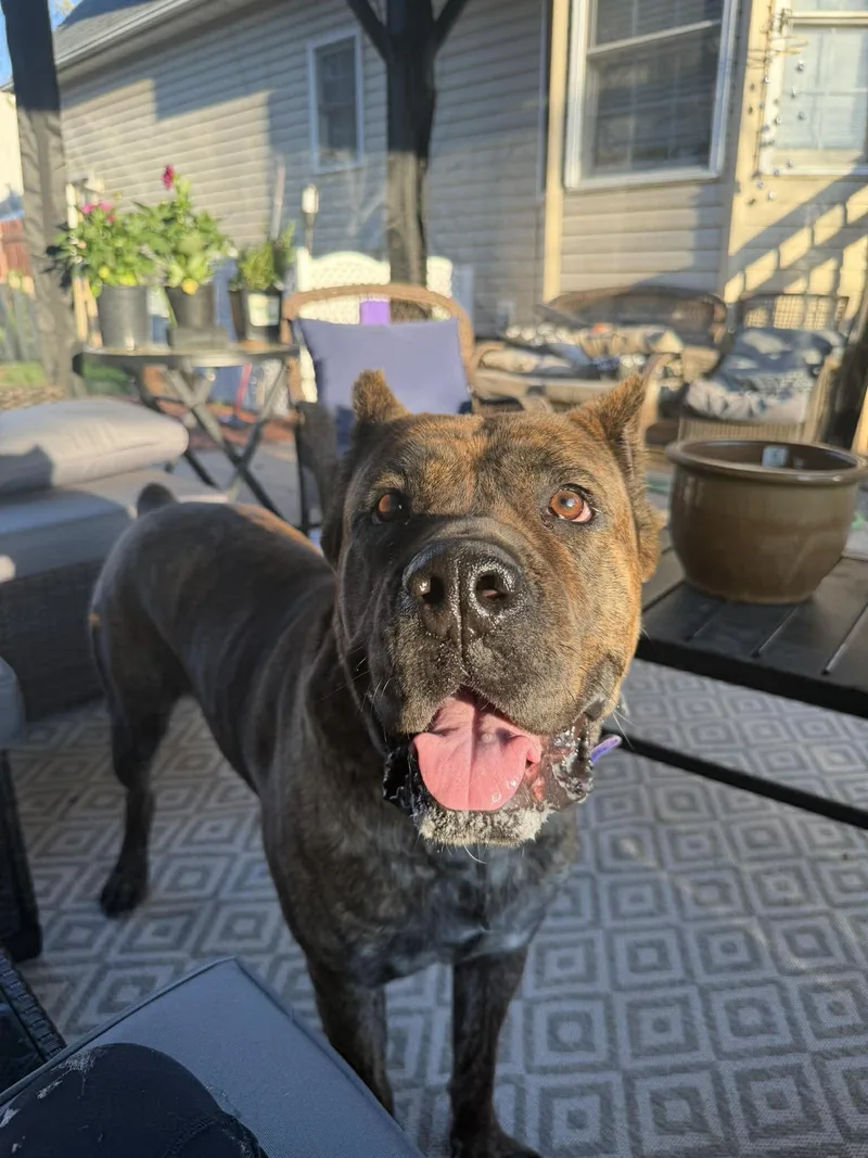 An adult extra large-sized female Cane Corso dog named Nola for adoption in Spotsylvania, VA