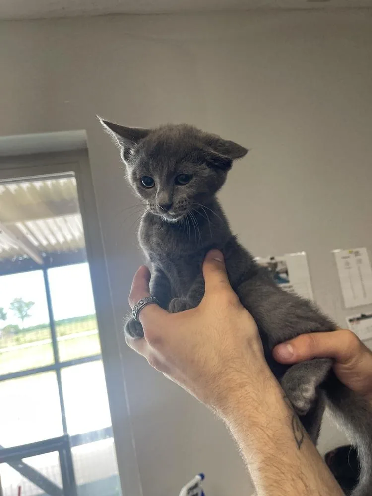 A baby medium-sized female Domestic Short Hair cat named Tiny for adoption in Bolivar, MO