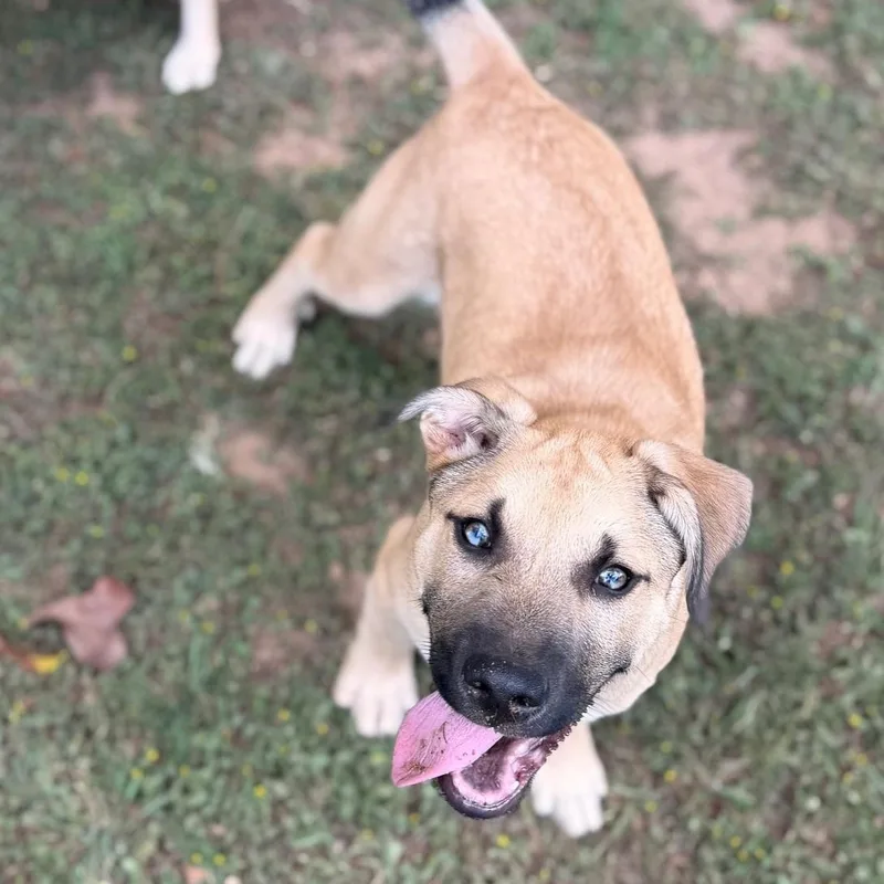 A young medium-sized male Apricot / Beige Shepherd dog named Bowser for adoption in Summerdale, AL