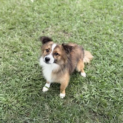 An adult small-sized male Brown / Chocolate Cardigan Welsh Corgi dog named Firefighter Todd for adoption in Carencro, LA