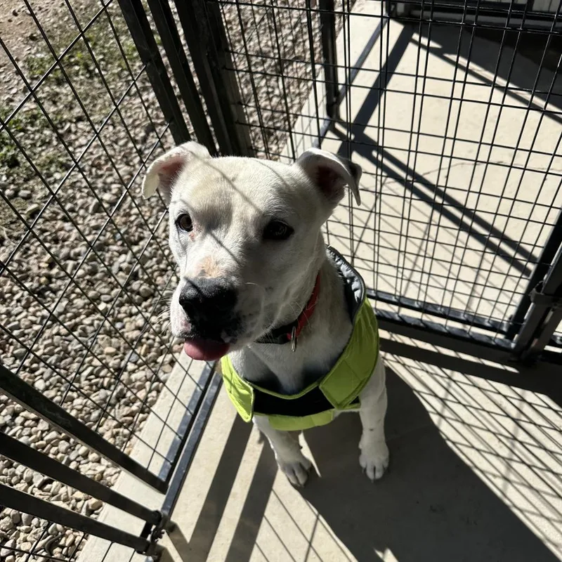 An adult medium-sized male White / Cream Mixed Breed dog named Fantasma for adoption in Taos, NM