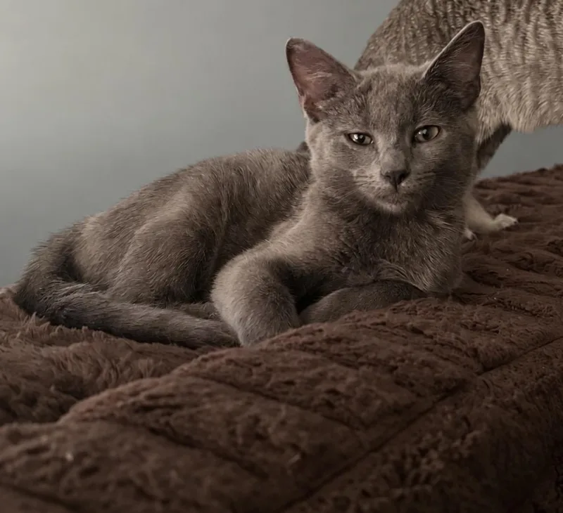 A baby medium-sized male Gray / Blue / Silver Domestic Short Hair cat named Cloud for adoption in Maineville, OH