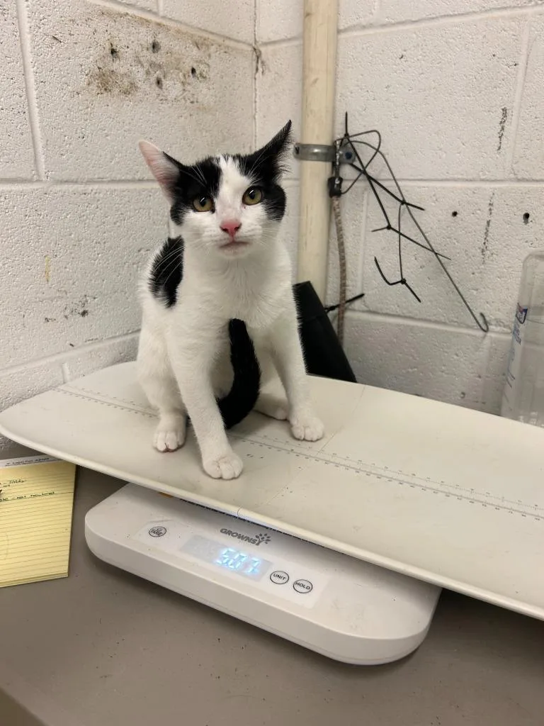 A baby large-sized female Domestic Short Hair cat named Cookie n Cream Milkshake for adoption in Chickamauga , GA