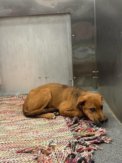 A baby medium-sized female Mixed Breed dog named Grace for adoption in Dallas, TX