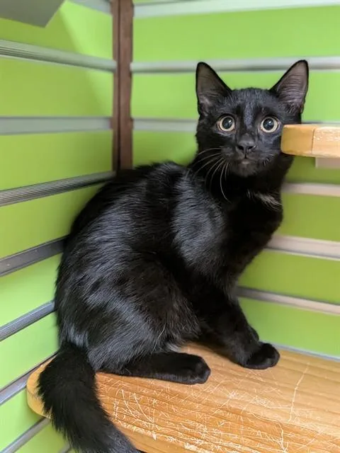A baby small-sized male Domestic Short Hair cat named Doug for adoption in Saint Peters, MO