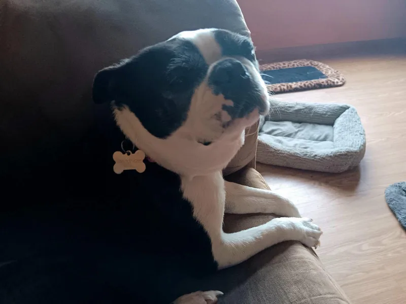 A senior medium-sized female Boston Terrier dog named Camilla Russ for adoption in Saunderstown, RI