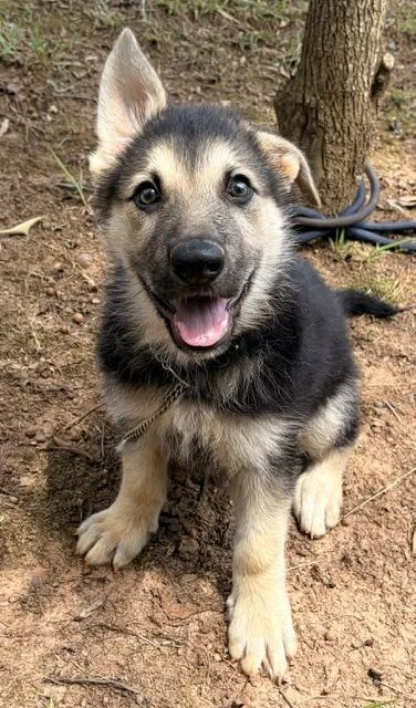 A baby large-sized female Black German Shepherd Dog dog named Maggie for adoption in Gardiner, NY