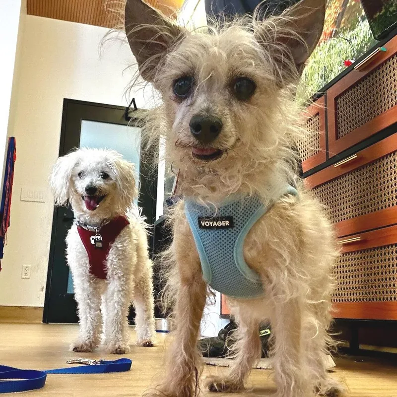 A senior small-sized male White / Cream Maltese dog named Outside Lands for adoption in San Francisco, CA