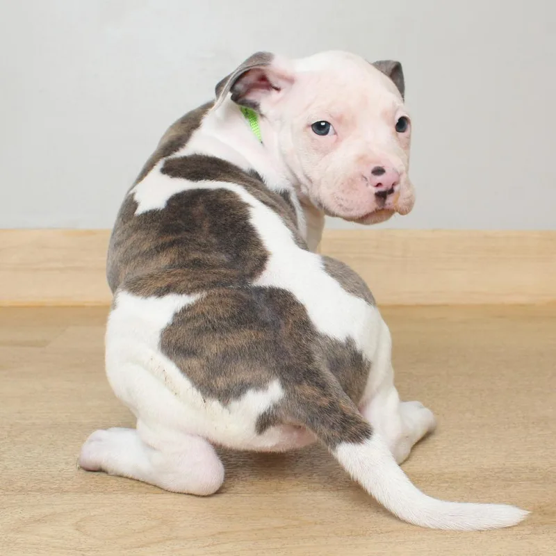 A baby medium-sized female White / Cream Pit Bull Terrier dog named Caper D for adoption in Minnetonka, MN