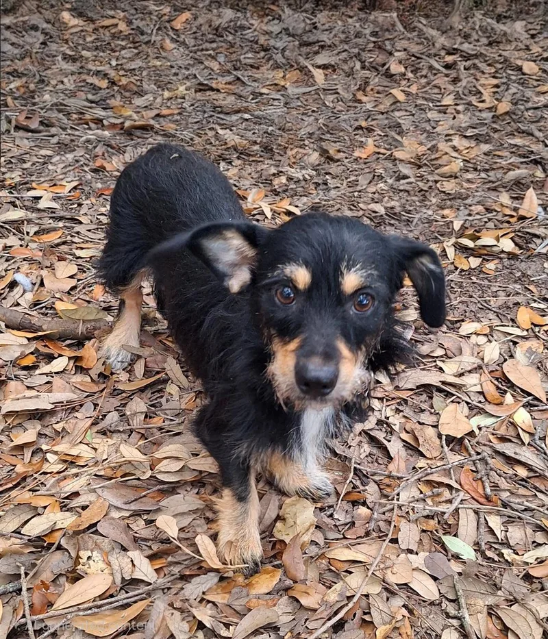 An adult small-sized female Tricolor (Brown, Black, & White) Border Terrier dog named Nessarose BRT for adoption in Missouri City, TX