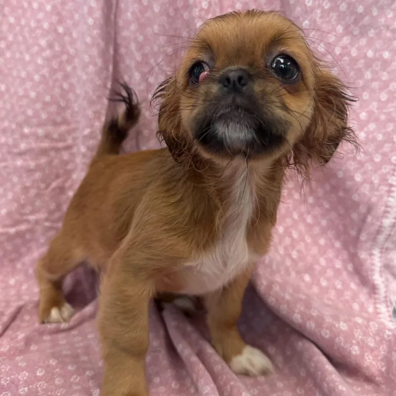A baby small-sized female Yellow / Tan / Blond / Fawn Pekingese dog named Meg for adoption in San Antonio, TX